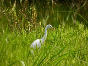 ダイサギ 多々良沼 2022年8月22日(月)