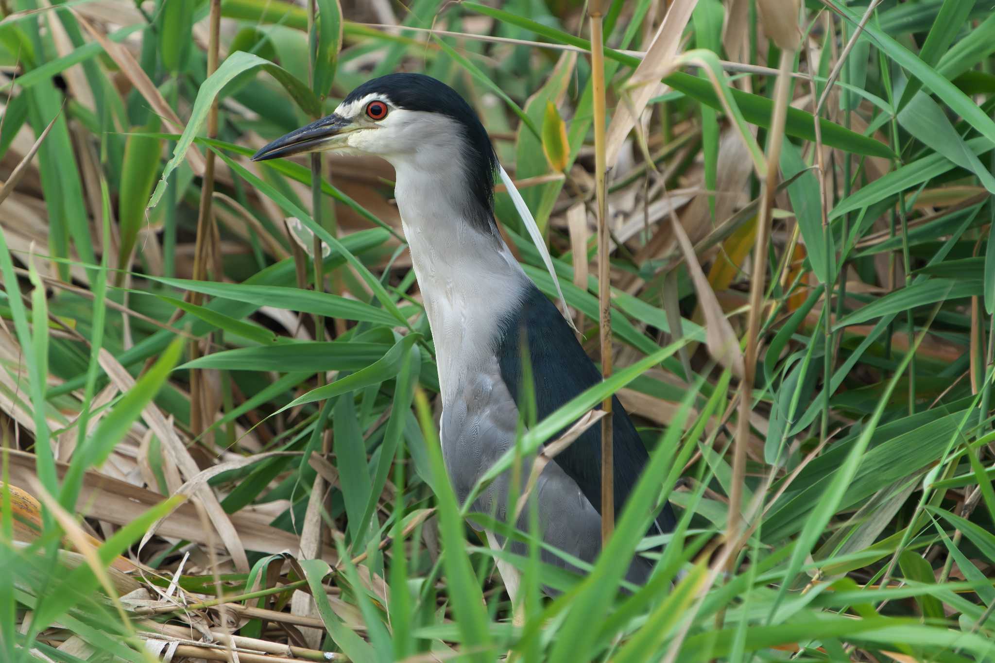 Black-crowned Night Heron