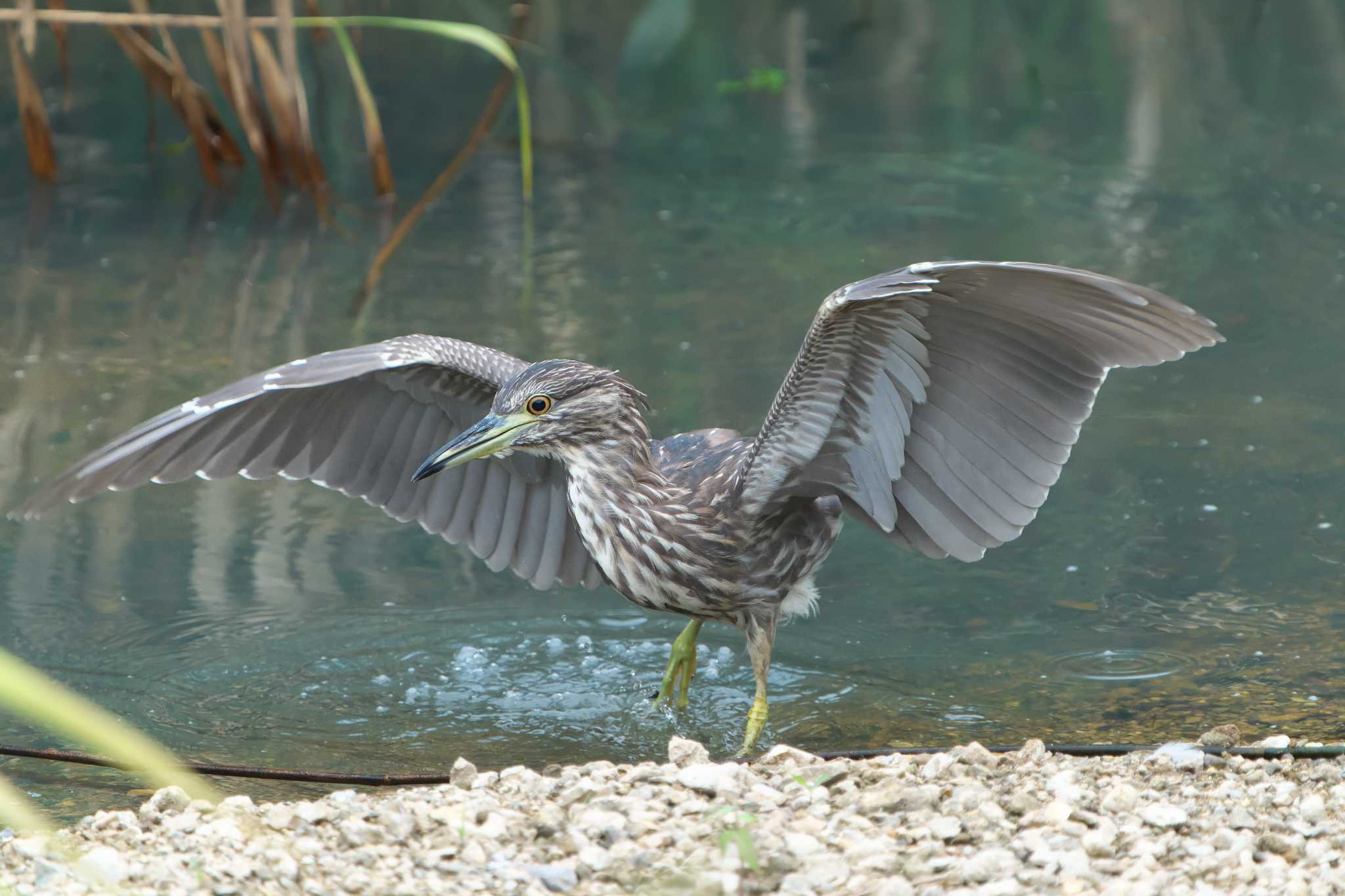 Black-crowned Night Heron