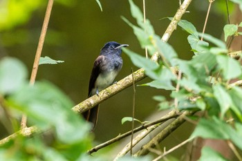 サンコウチョウ 海上の森 2022年8月20日(土)