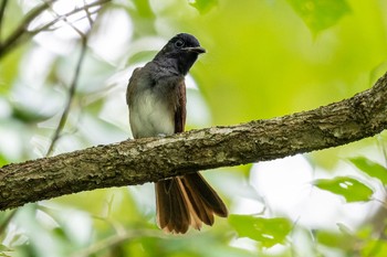 サンコウチョウ 海上の森 2022年8月20日(土)