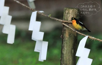 Narcissus Flycatcher 紀伊山地の神社 Sat, 6/25/2022