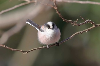 Long-tailed Tit Unknown Spots Sat, 1/27/2018