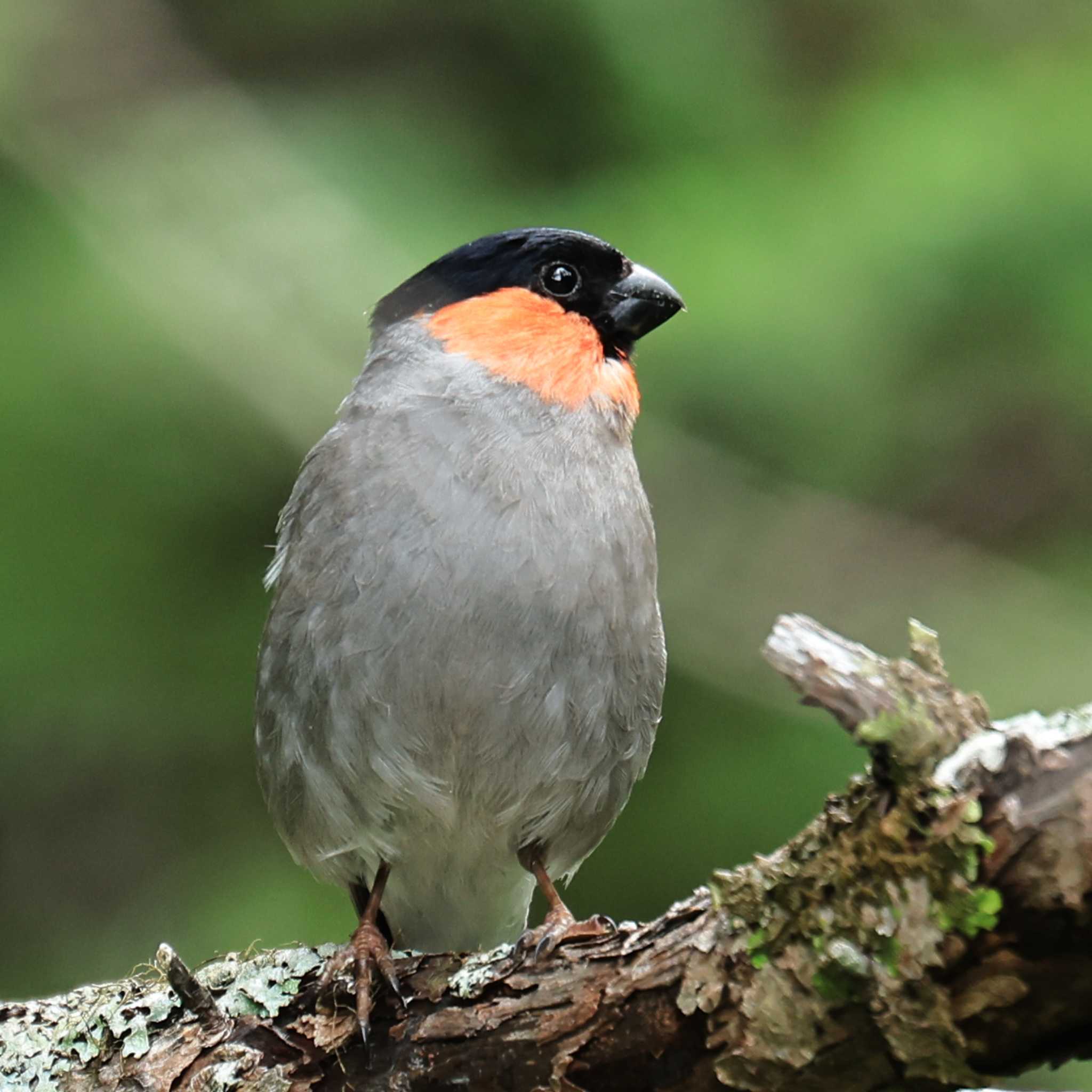 Eurasian Bullfinch