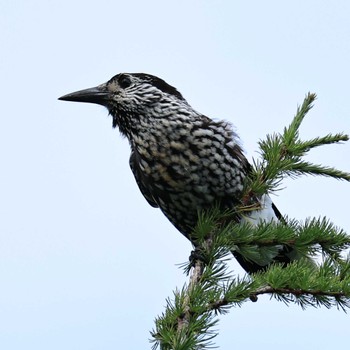 Tue, 8/23/2022 Birding report at Okuniwaso(Mt. Fuji)