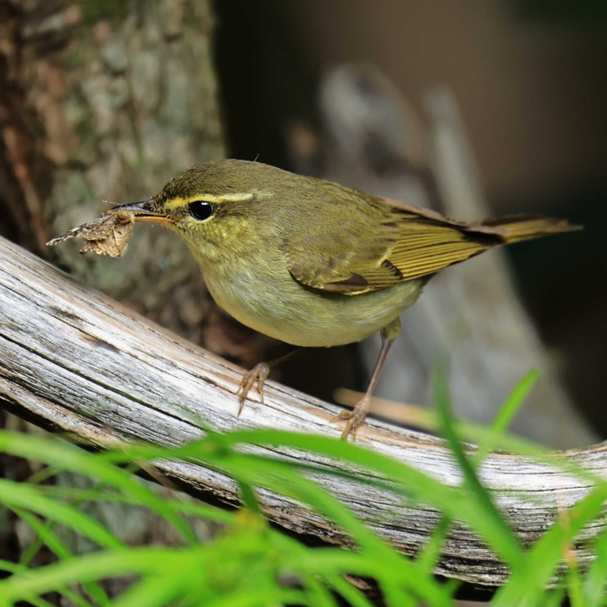 Japanese Leaf Warbler