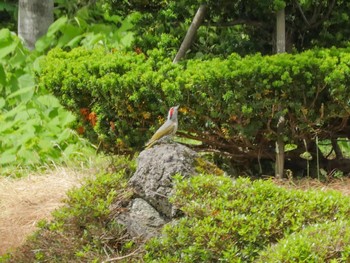 2021年6月5日(土) 岩手県県民の森の野鳥観察記録