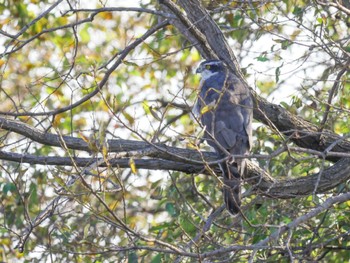 2021年12月4日(土) 水元公園の野鳥観察記録