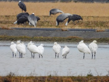 Sat, 1/22/2022 Birding report at 出水市