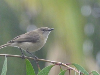 ハシブトセンニョムシクイ Centenary Lakes(Cairns) 2022年8月11日(木)