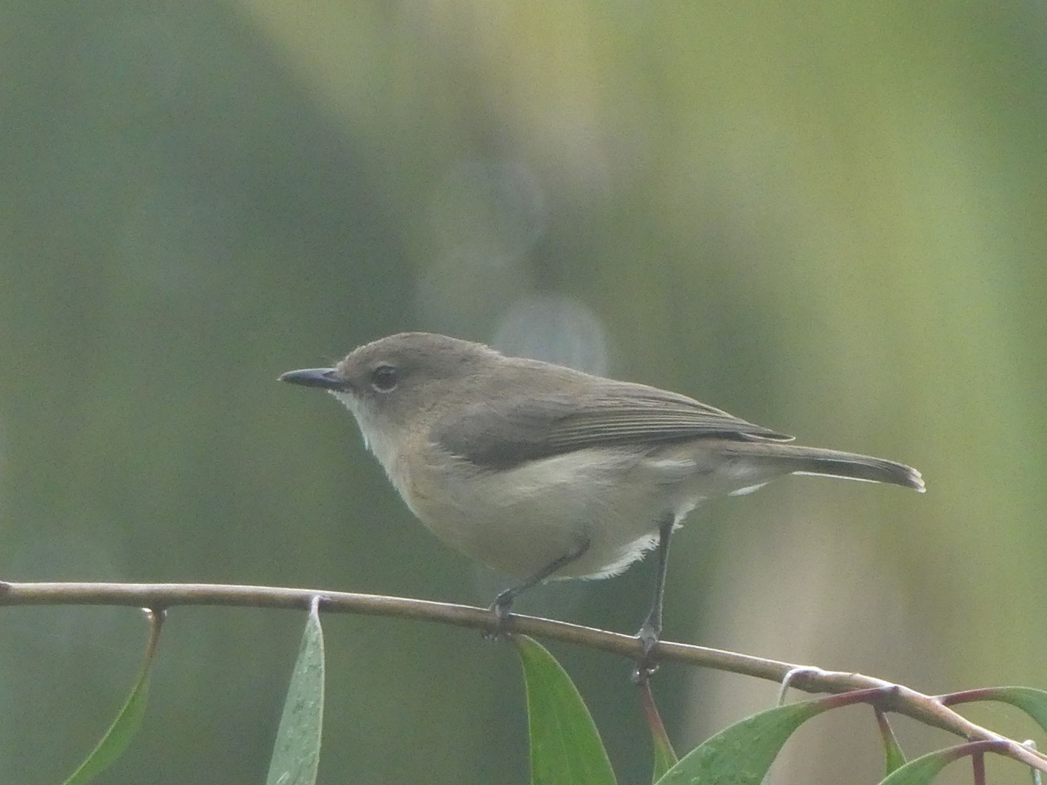 Centenary Lakes(Cairns) ハシブトセンニョムシクイの写真 by Maki