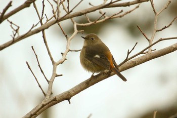 ジョウビタキ 舞岡公園 2018年1月27日(土)