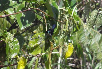 Fan-tailed Berrypecker