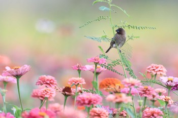 Scaly-breasted Munia 中国広東省 Sun, 11/3/2019