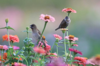 Scaly-breasted Munia 中国広東省 Sun, 11/3/2019