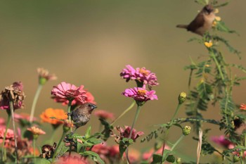 Scaly-breasted Munia 中国広東省 Sun, 11/10/2019