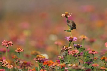 Scaly-breasted Munia 中国広東省 Sun, 11/10/2019