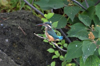 カワセミ 長居公園植物園 2022年8月18日(木)