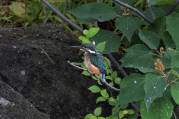 カワセミ 長居公園植物園 2022年8月18日(木)