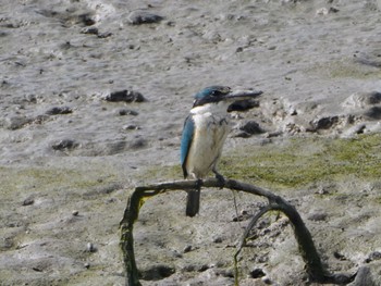 Torresian Kingfisher Esplanade(Cairns) 2022年8月11日(木)