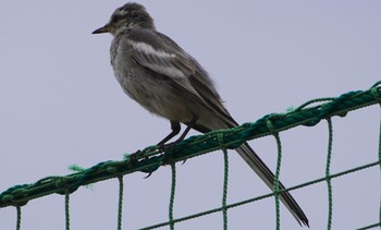 Wed, 8/24/2022 Birding report at 淀川河川公園