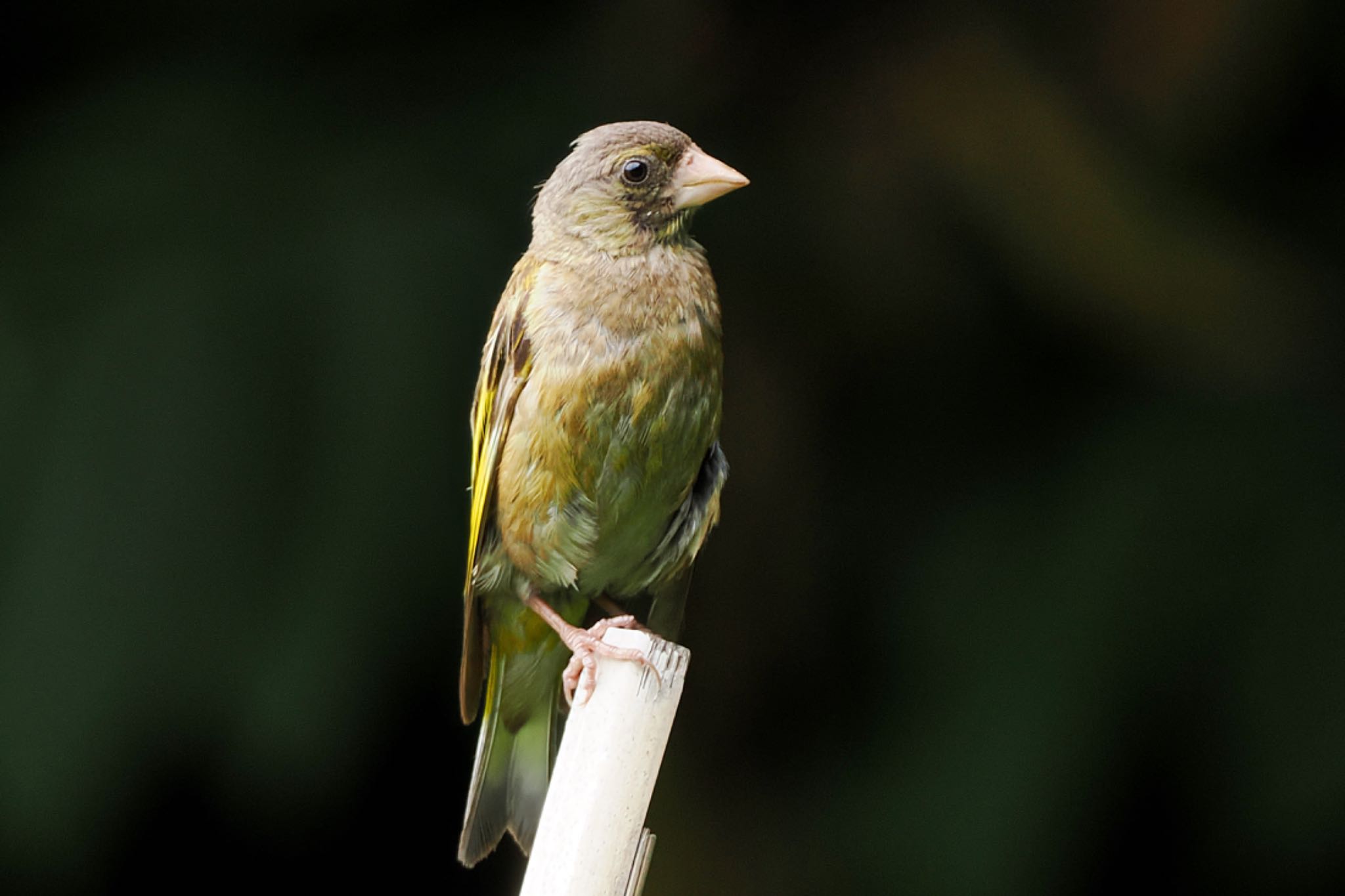 東京港野鳥公園 カワラヒワの写真 by アポちん