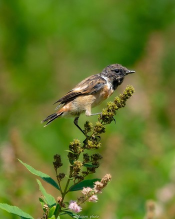 Mon, 8/22/2022 Birding report at Senjogahara Marshland