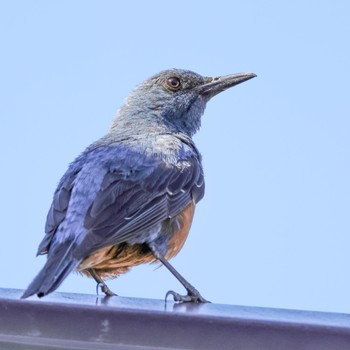 2022年7月1日(金) 宮城県仙台市の野鳥観察記録