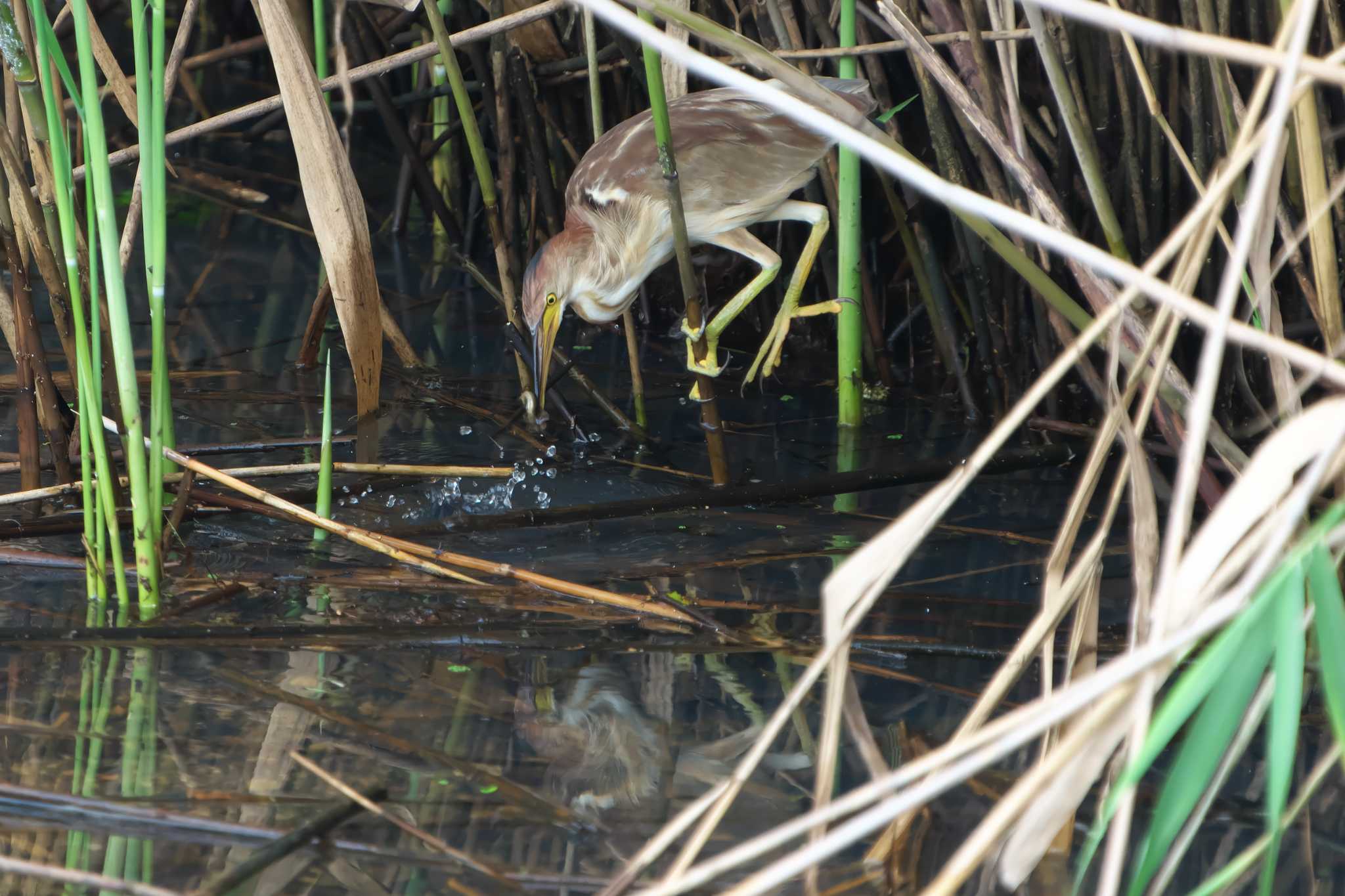 Yellow Bittern