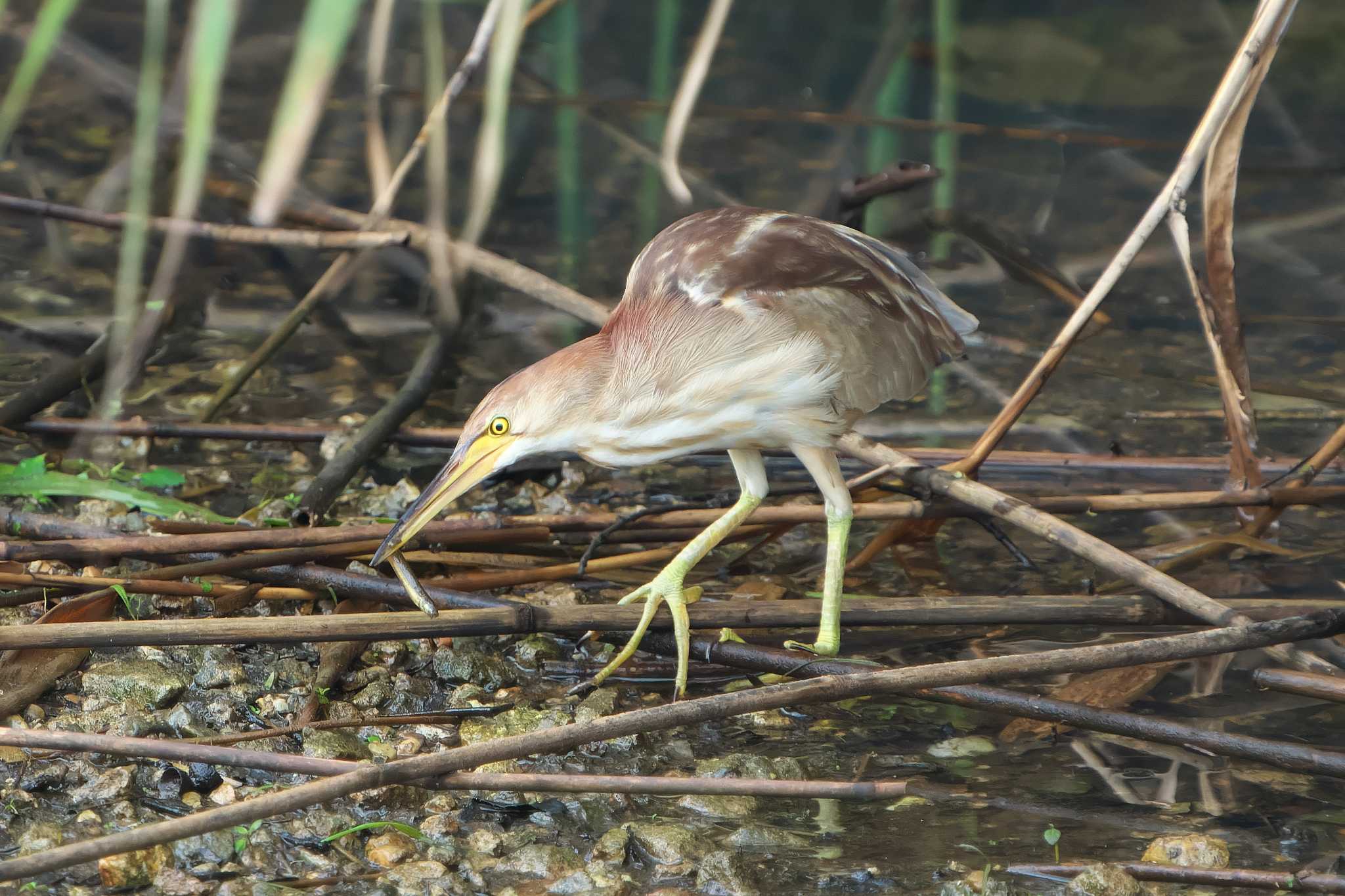 Yellow Bittern