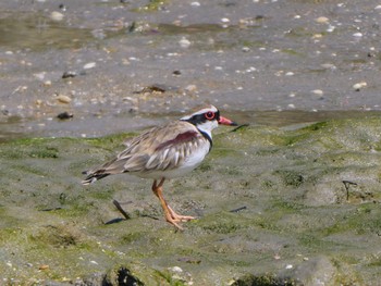 Black-fronted Dotterel Esplanade(Cairns) Thu, 8/11/2022