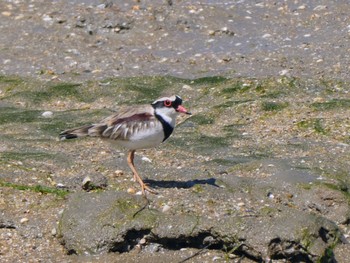 Black-fronted Dotterel Esplanade(Cairns) Thu, 8/11/2022