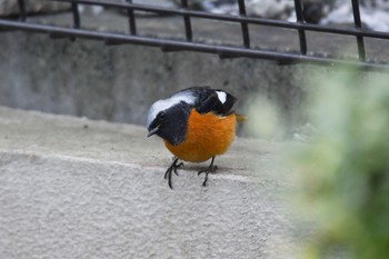 ジョウビタキ 自宅敷地内 2018年1月28日(日)