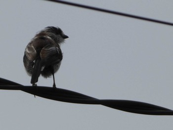 2022年8月22日(月) 東京都の野鳥観察記録