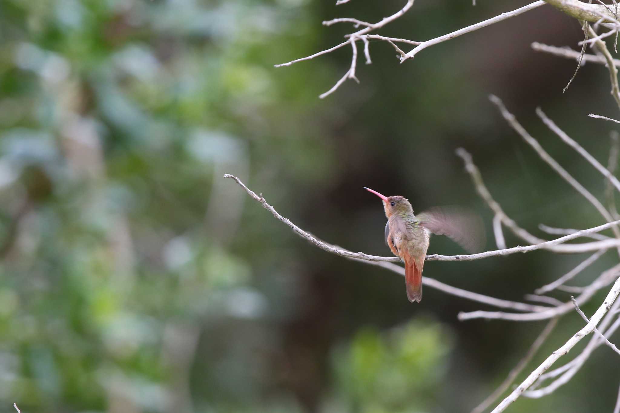 Photo of Cinnamon Hummingbird at UNICO 20°N 87°W Riviera Maya by Trio