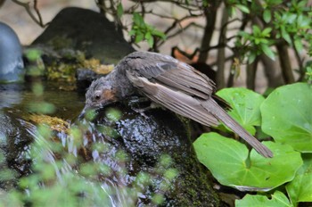 ヒヨドリ 長居公園植物園 2022年8月20日(土)