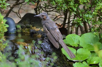 ヒヨドリ 長居公園植物園 2022年8月20日(土)