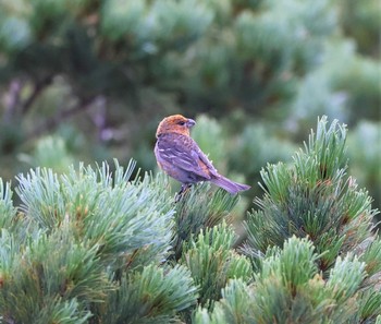 Pine Grosbeak Shiretoko Pass Sun, 7/31/2022