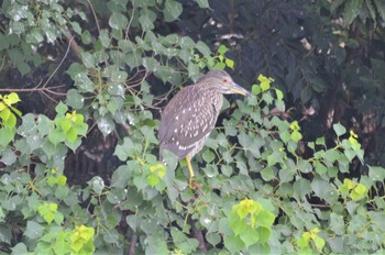 ゴイサギ 長居公園植物園 2022年8月20日(土)