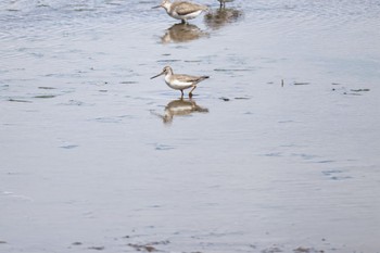 2022年8月24日(水) いしかり調整池(石狩調整池)の野鳥観察記録