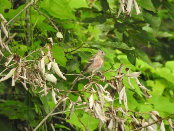 2022年8月20日(土) 音更町 サックシュオルベツ川の野鳥観察記録