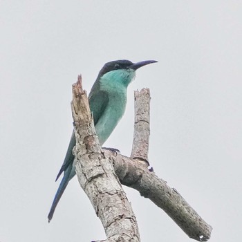 Blue-throated Bee-eater Khao Mai Keao Reservation Park Mon, 8/22/2022