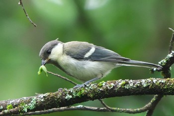 Japanese Tit 清里 Tue, 8/23/2022