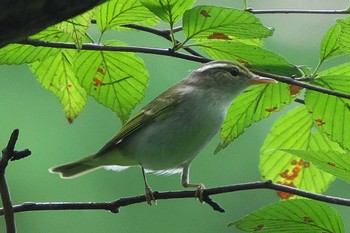 Eastern Crowned Warbler 清里 Tue, 8/23/2022