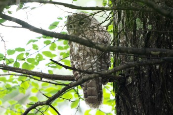 Tue, 8/23/2022 Birding report at 清里