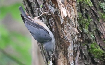 ゴジュウカラ 上高地 2022年8月23日(火)