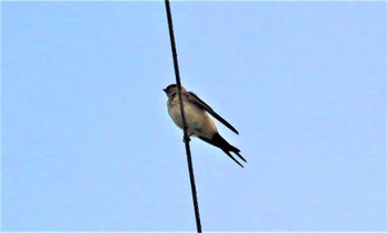 2022年8月22日(月) 下呂市,岐阜県の野鳥観察記録