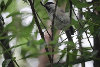 ヒガラ 上高地 2022年8月23日(火)