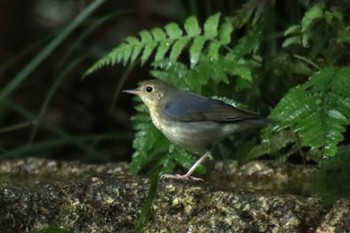 2022年8月24日(水) 京都御苑の野鳥観察記録