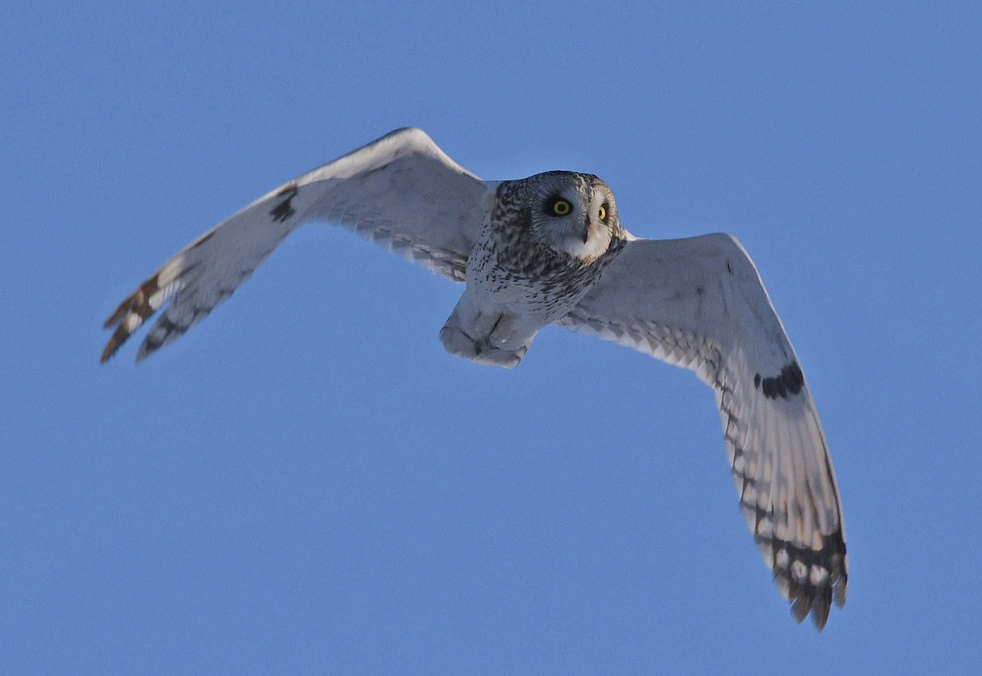 Photo of Short-eared Owl at 茨城県 by くまのみ